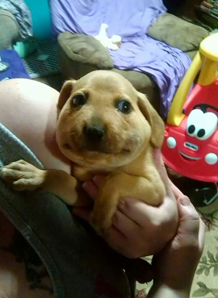 Adorable,Dogs,Learned,Hard,Way,Never,Mess,Bees,Dog,Adorable Dogs,Hard Way,Never Mess