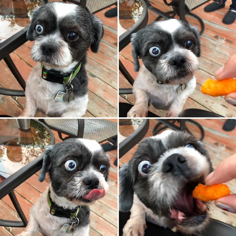 10 Amazing Pictures Of Dogs With Different Eyes