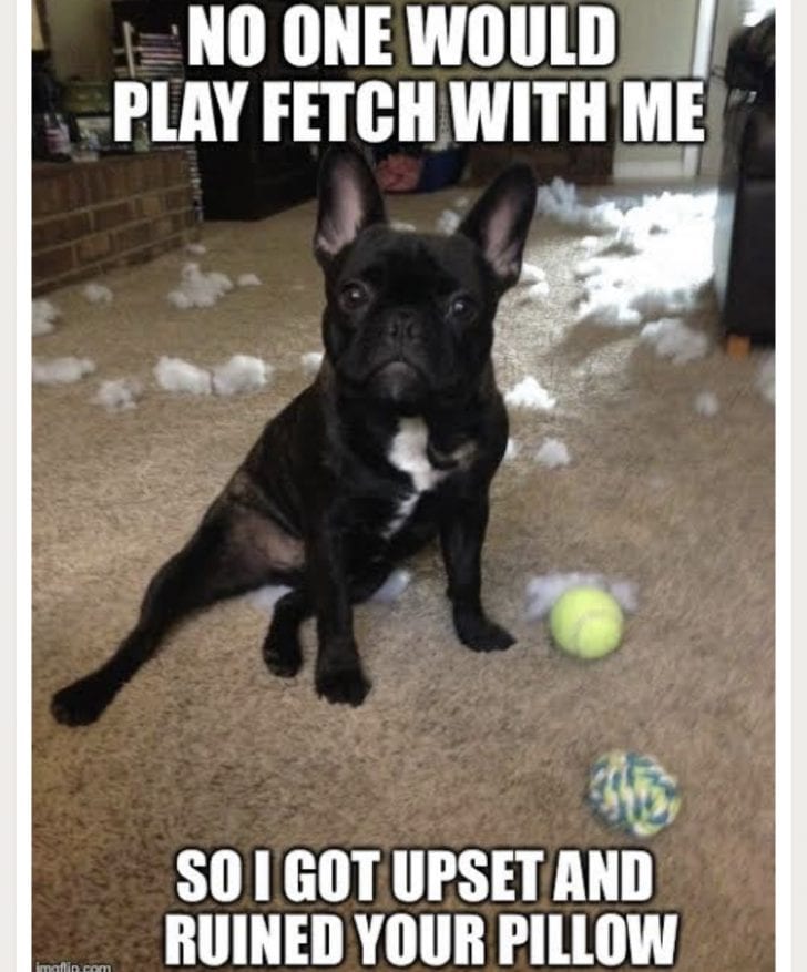 10 Best French Bulldog Memes That Will Make You Laugh