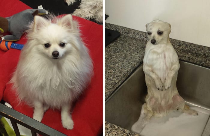 10 Funny Dog Pictures Before And After A Bath