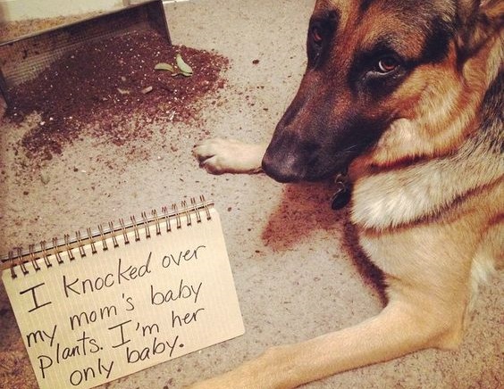 10 Naughty German Shepherds Who Didn’t Expect You’d Be Home So Soon