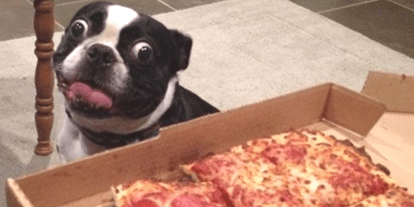 10 Picures Of Animals Who Want To Steal Your Food