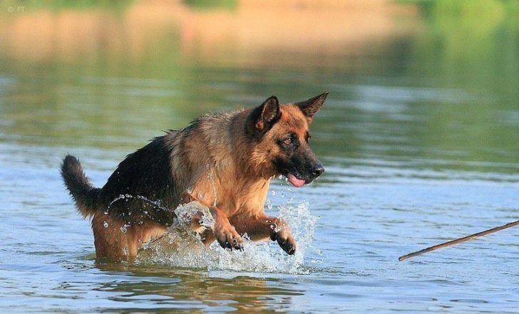 10 Ways How To Make Your German Shepherd Happy