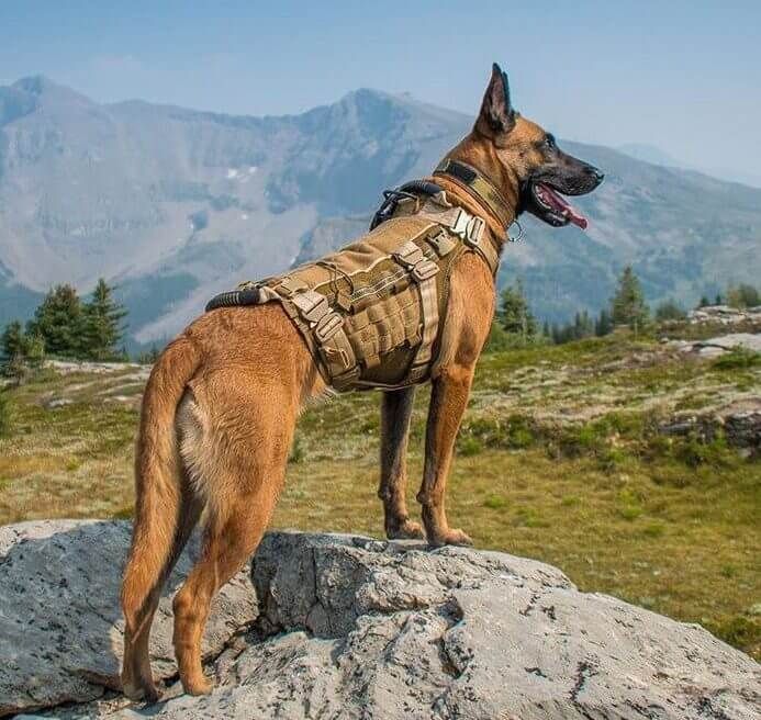 100 Military German Shepherd Dog Names