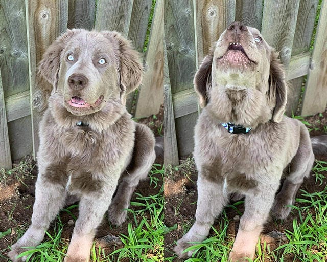 Funny,Pictures,Dogs,Showing,Their,Teeth