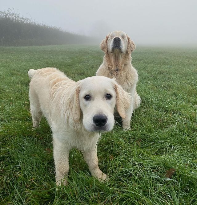 Golden Retriever,Puppy,Becomes,Sight,Buddy,Guide,Blind,Golden,Retriever