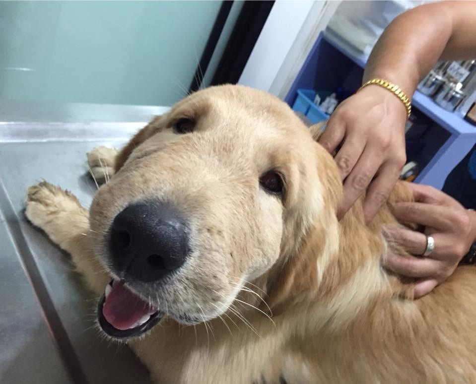 Adorable,Dogs,Learned,Hard,Way,Never,Mess,Bees,Dog,Adorable Dogs,Hard Way,Never Mess