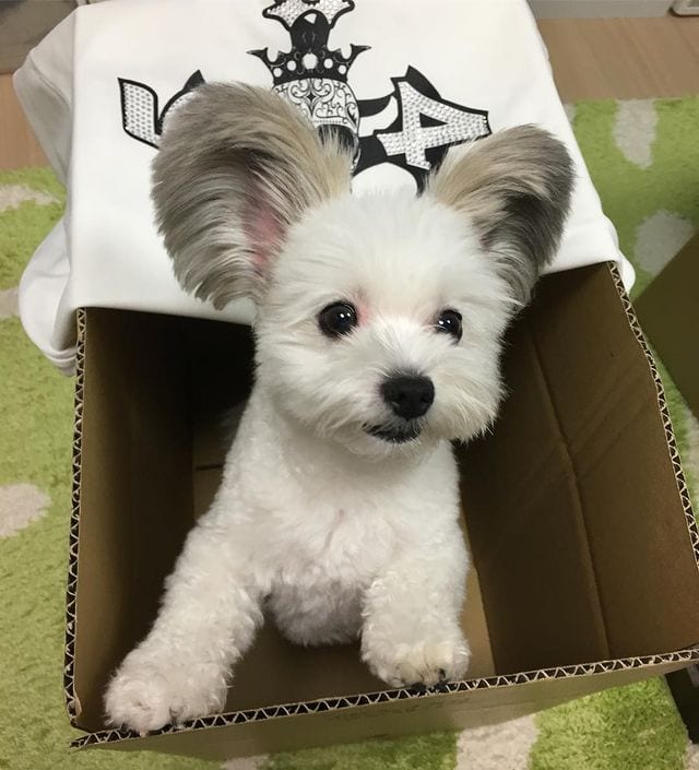 Incredibly,Cute,Maltese,Papillon,Mix,Large EarsLike,Mickey,Mouse,Ears,Cute Maltese,Papillon Mix,Large Ears,Mickey Mouse