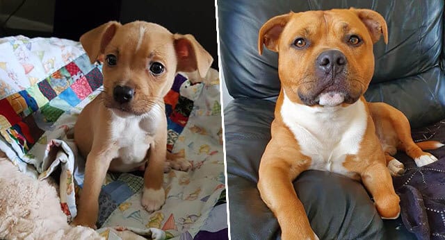 11 Adorable Pictures Of Dogs Growing Up – Then And Now