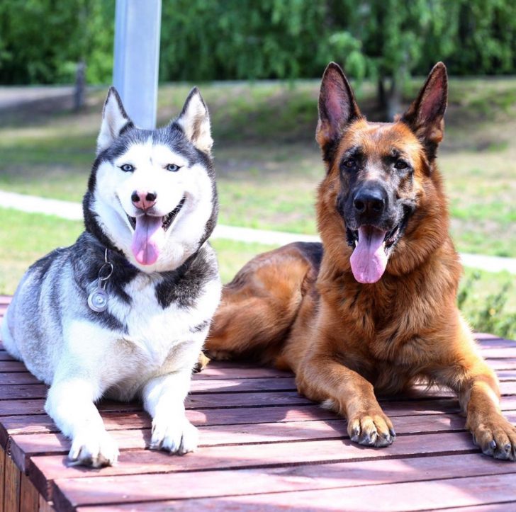 11 Compelling Reasons Why German Shepherds Make The Best Pets