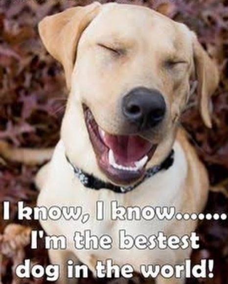 11 Funny Labrador Memes That Will Make Your Day!