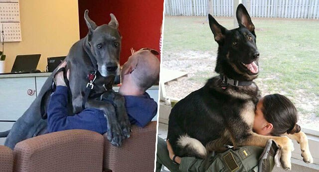 11 Funny Pictures Of Big Dogs But With The Soul Of A Puppy