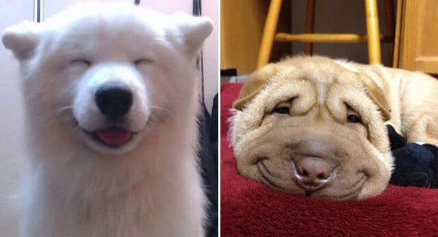 11 Funny Pictures Of Dogs With The Happiest Smile