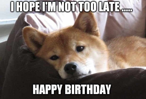 11 Hilarious Akita Inu Memes to Get You Through Life