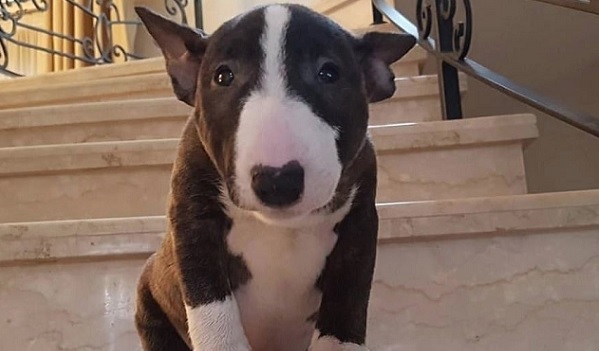 11 Reasons Bull Terriers Are The Worst Dogs for First-Time Owners