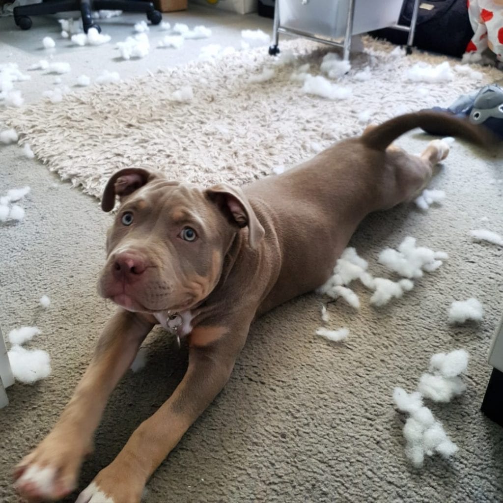 Hilarious,Pictures,Guilty,Dogs,guiltydogchallenge