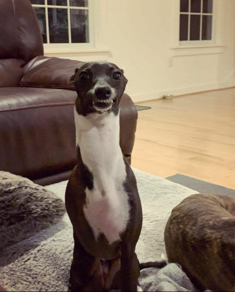 Funny,Pictures,Dogs,Showing,Their,Teeth