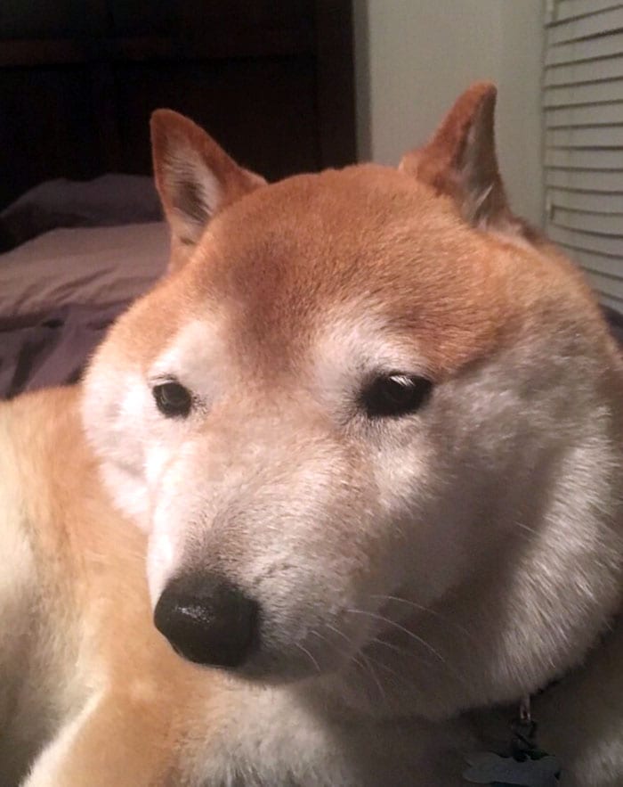 Adorable,Dogs,Learned,Hard,Way,Never,Mess,Bees,Dog,Adorable Dogs,Hard Way,Never Mess