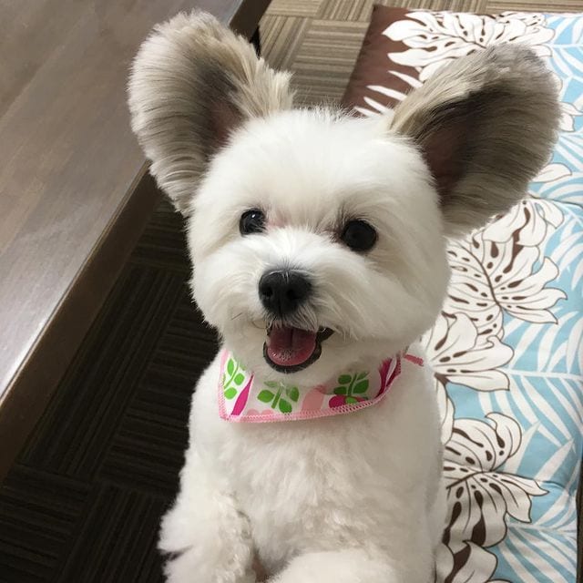 Incredibly,Cute,Maltese,Papillon,Mix,Large EarsLike,Mickey,Mouse,Ears,Cute Maltese,Papillon Mix,Large Ears,Mickey Mouse