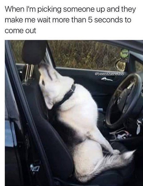 12 Funny Husky Memes That Will Make Your Day!