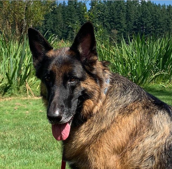 12 Nutrition Rules To Keep The German Shepherd Healthy