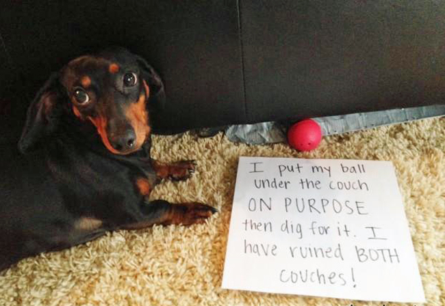 12 Things Only Dachshund Parents Understand