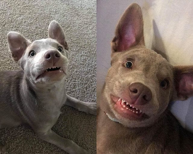 Funny,Pictures,Dogs,Showing,Their,Teeth