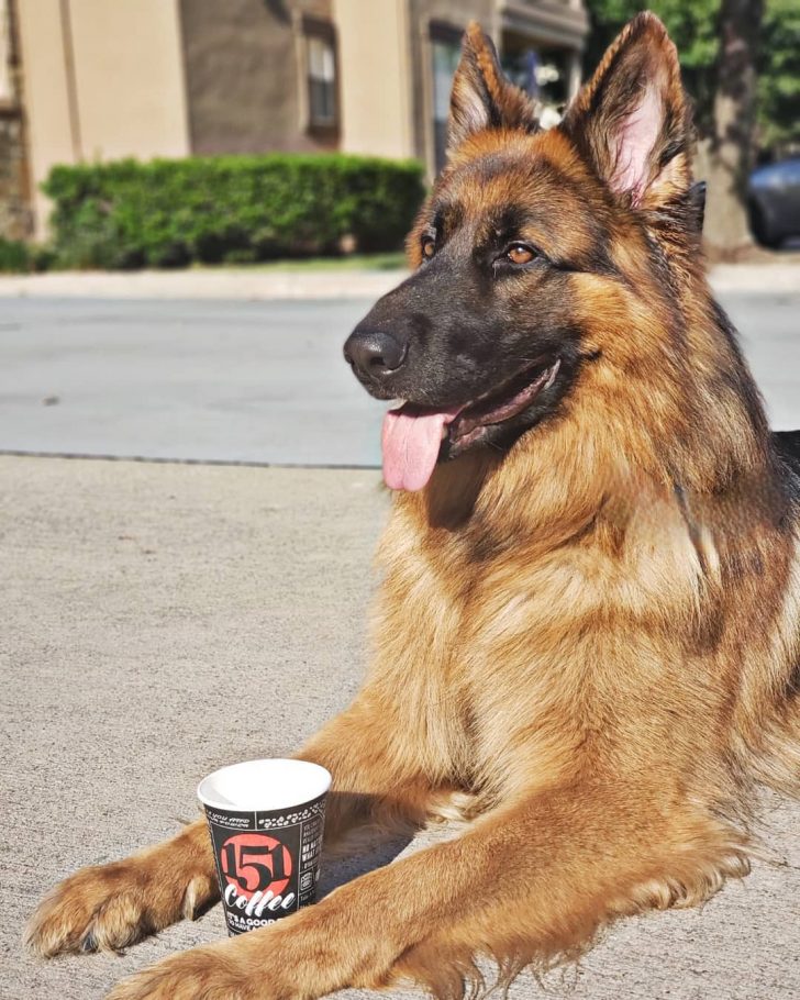 13 Astonishing Facts About German Shepherds That Will Leave You In Awe