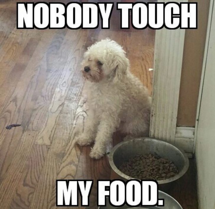 13 Best Poodle Memes of All Time