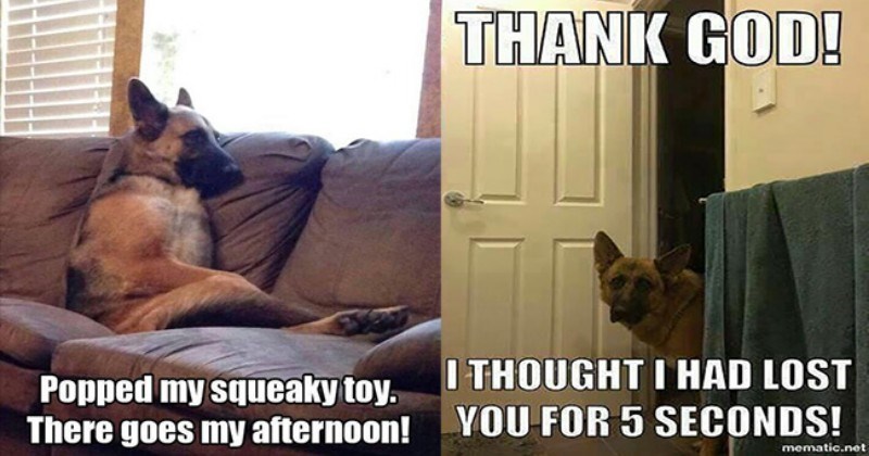 13 Funny German Shepherd Pictures That Will Make You Smile