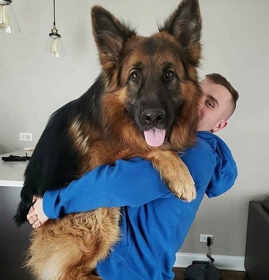 13 Funny Pics Showing the True Friendship Between Human and German Shepherd