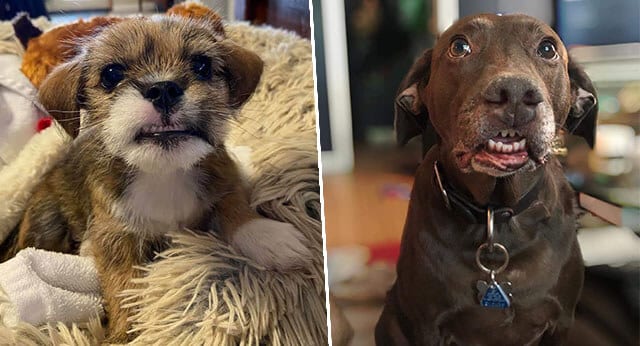 13 Funny Pictures Of Dogs Showing Their Teeth