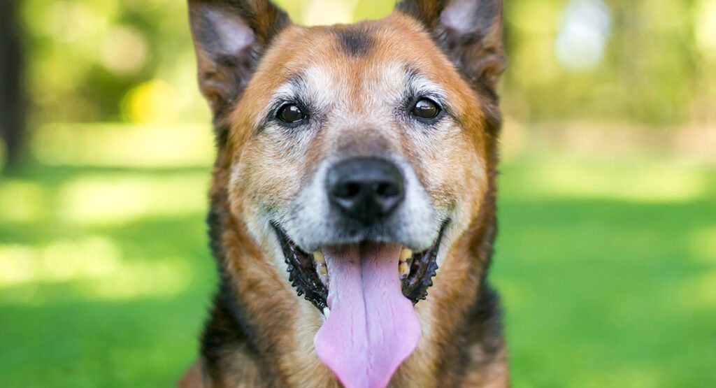 12 German Shepherd Mixes You’ll Ever See