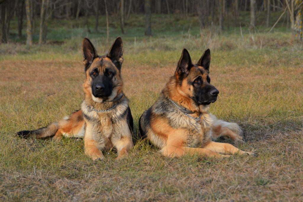 13 Proofs That German Shepherd is the Best Guard Dog