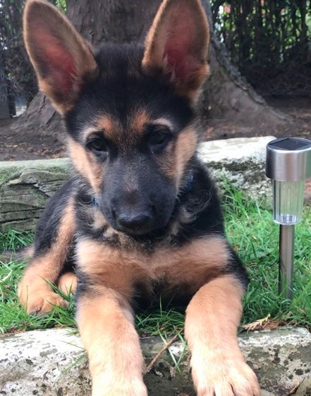 13 Tips For Raising a German Shepherd Puppy At Home