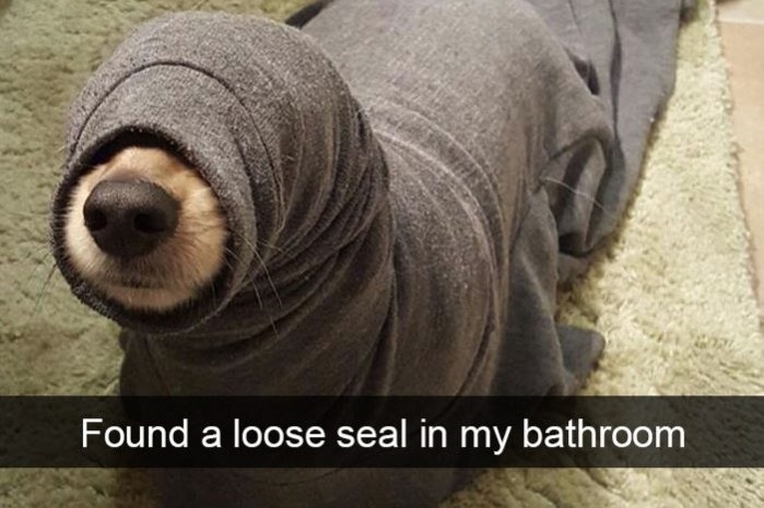 15 Hilarious Labrador Snapchats That Are Impossible Not To Laugh At