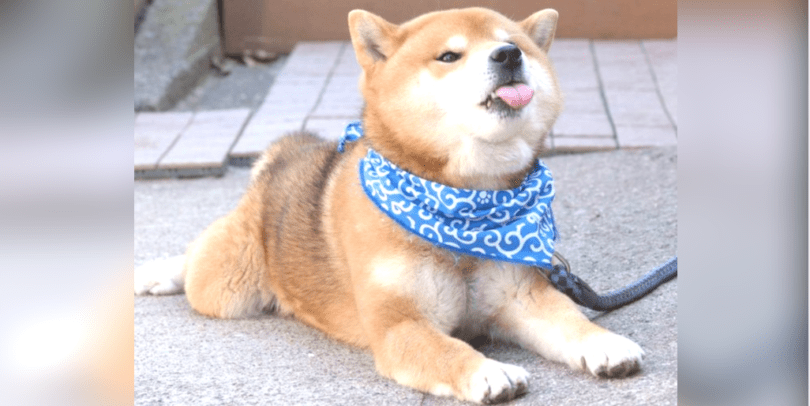 13 Reasons To Never, Under Any Circumstances Adopt A Shiba Inu