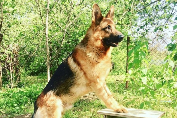 15 Things All German Shepherd Parents Know To Be True