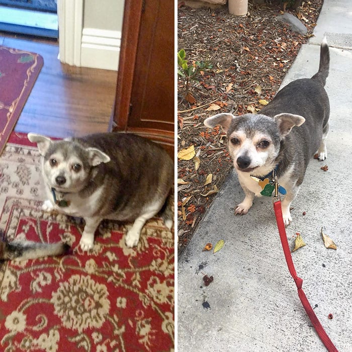 Amazing,Dog,Pictures,Before,After,Weight,Loss
