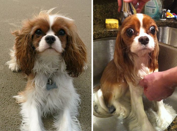 Funny,Dog,Pictures,Before,After,Bath