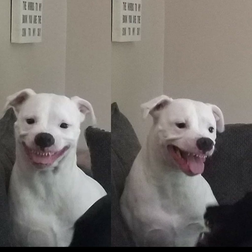Funny,Pictures,Dogs,Showing,Their,Teeth