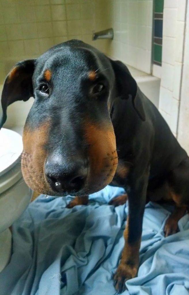 Adorable,Dogs,Learned,Hard,Way,Never,Mess,Bees,Dog,Adorable Dogs,Hard Way,Never Mess