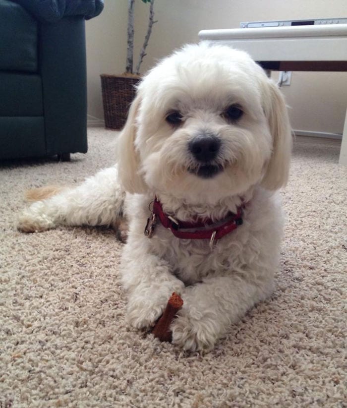 Funny,Pictures,Dogs,Happiest,Smile,Dog
