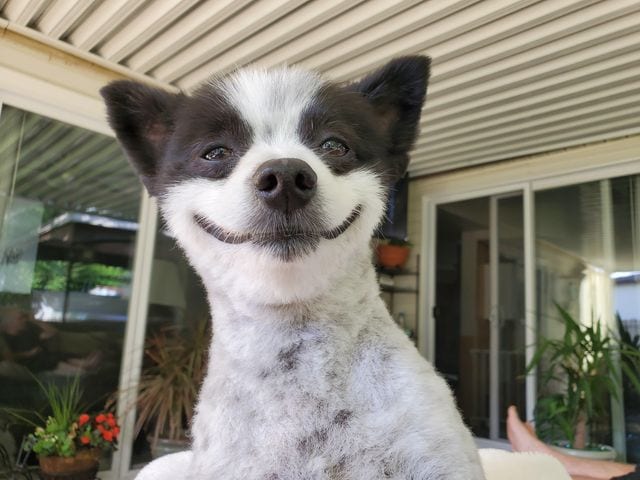 Pomeranian,Happy,Lucky,Brings,Smile,Larger,Own,People