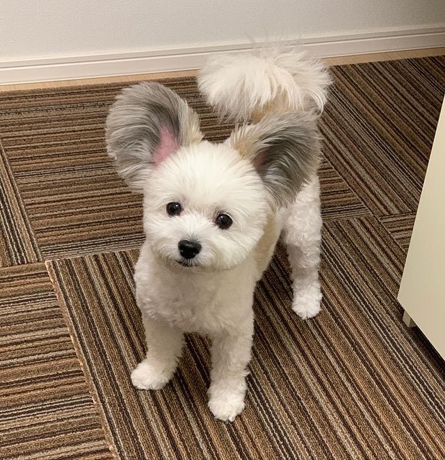 Incredibly,Cute,Maltese,Papillon,Mix,Large EarsLike,Mickey,Mouse,Ears,Cute Maltese,Papillon Mix,Large Ears,Mickey Mouse