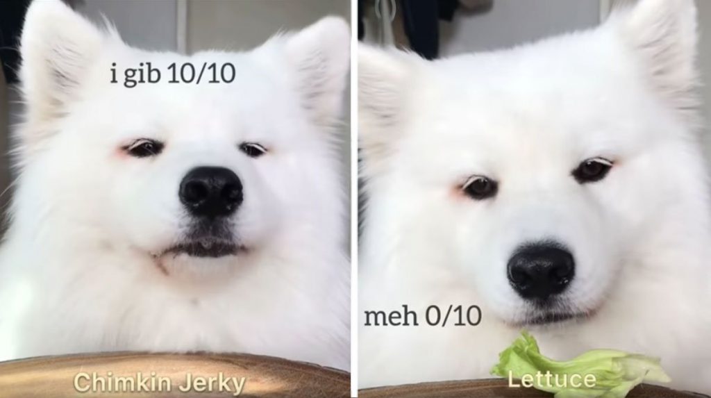 20 of the Best Samoyed Dog Memes