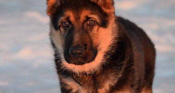 200 German Shepherd Boy Dog Names