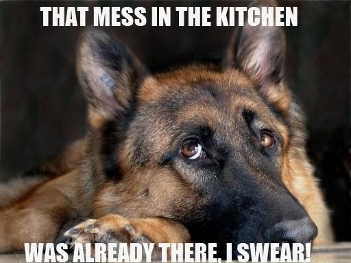 21 German Shepherd Memes That Will Make You Cry Laughing