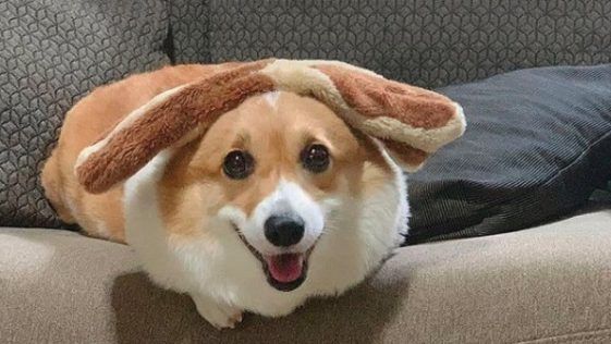 21 Reasons Why You Should Never Own Corgis