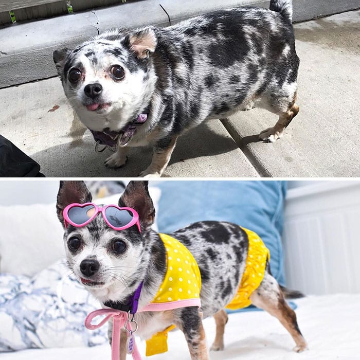 Amazing,Dog,Pictures,Before,After,Weight,Loss